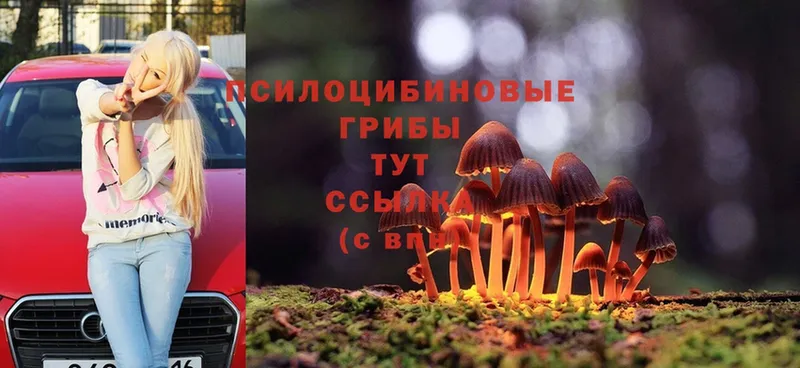 Псилоцибиновые грибы Magic Shrooms  цены наркотик  Карабулак 